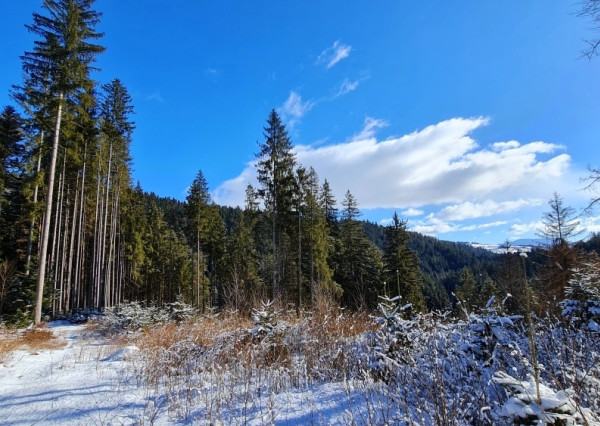 Investičná príležitosť v srdci prírody: Pozemok v Kamenistej