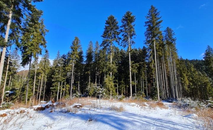 Investičná príležitosť v srdci prírody: Pozemok v Kamenistej - fotografia 11